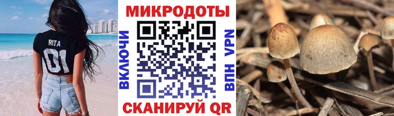 Галлюциногенные грибы Cubensis  как найти закладки  Зеленоградск 